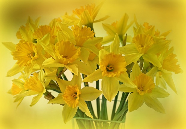 daffodils-2128850_1920